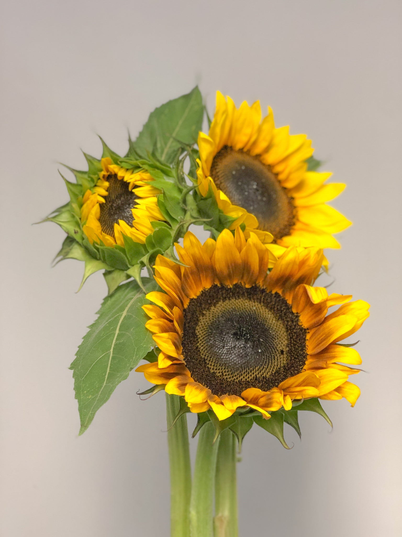 Girasol – Sun Flowers PR