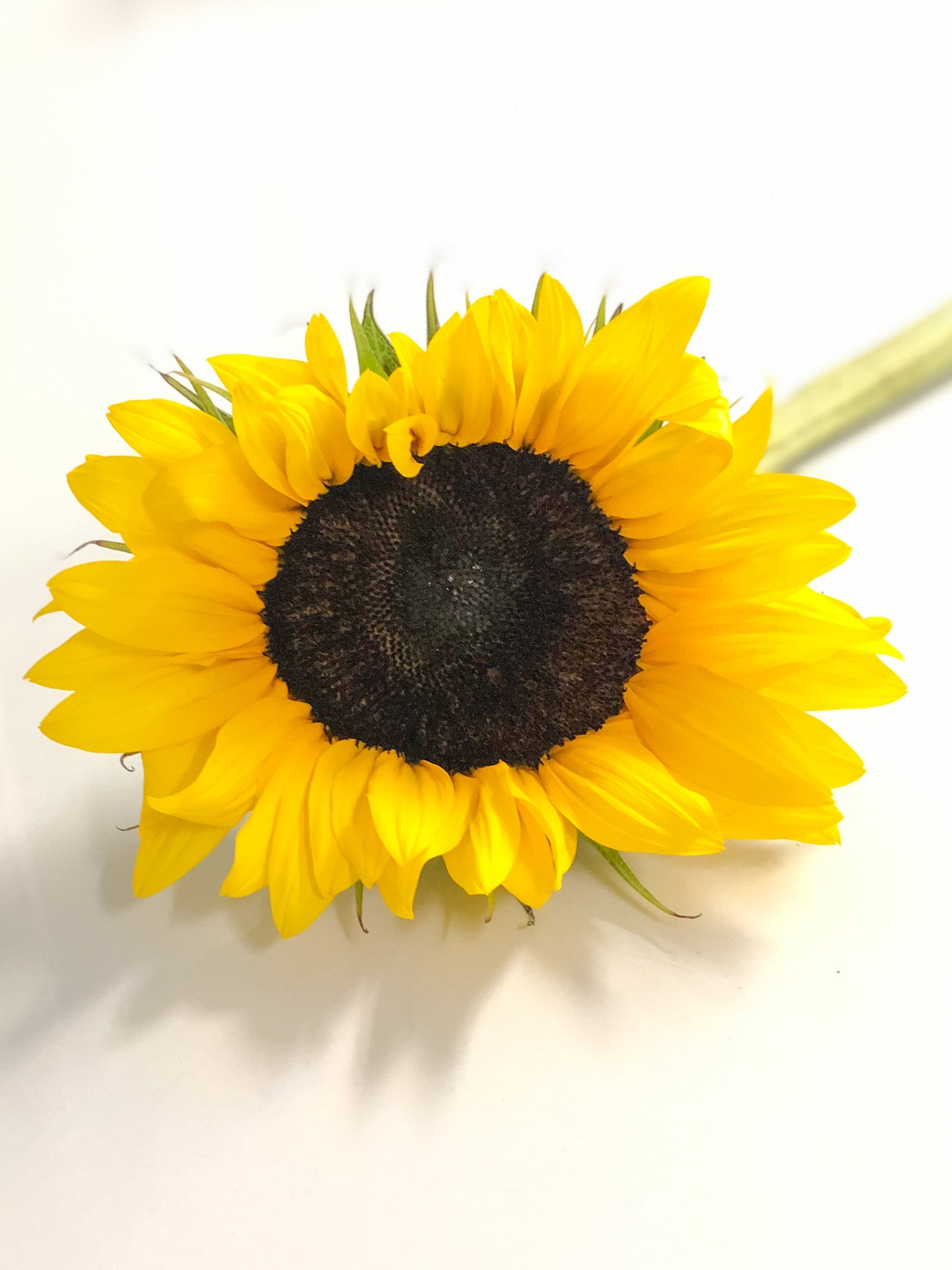 Girasol – Sun Flowers PR