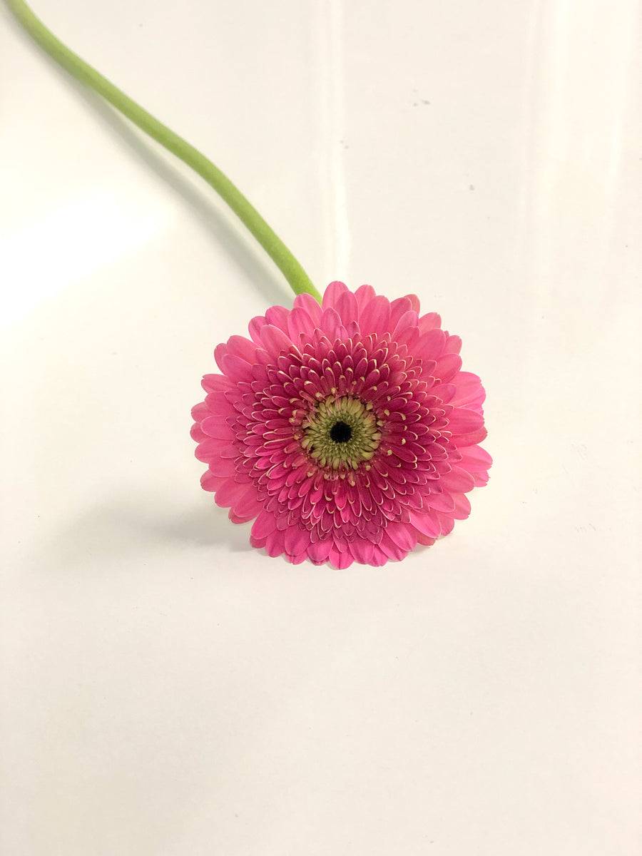 Gerbera – Sun Flowers PR