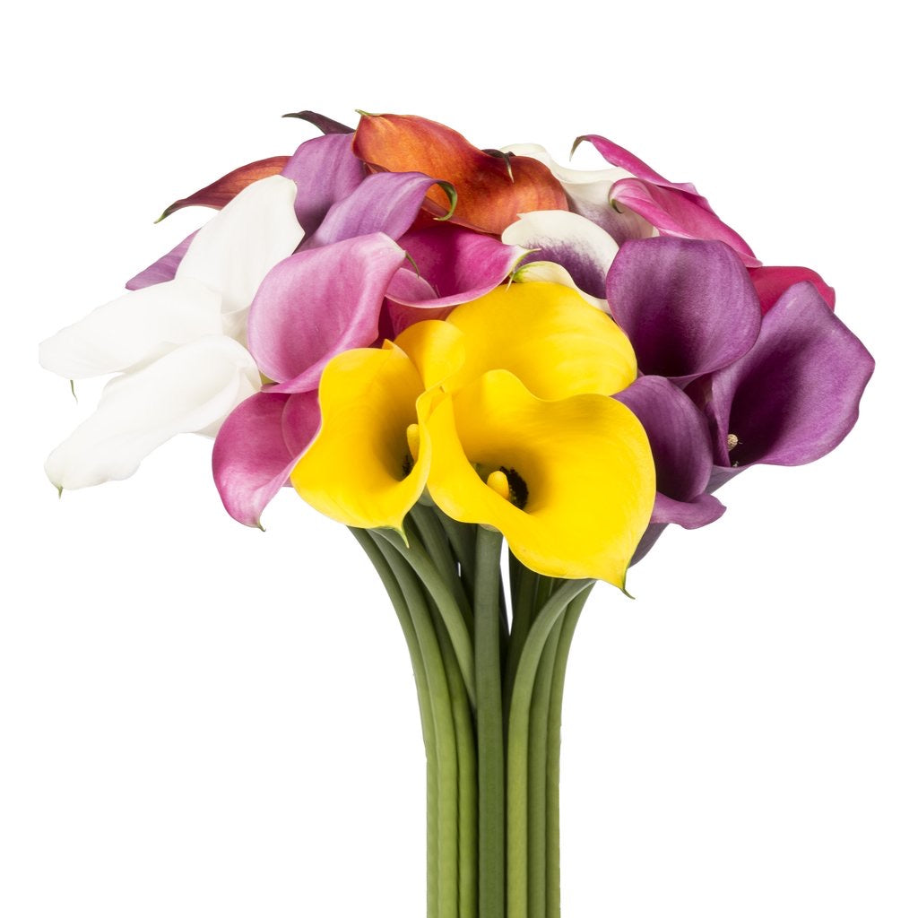 Mini Calla Lilies – Sun Flowers PR