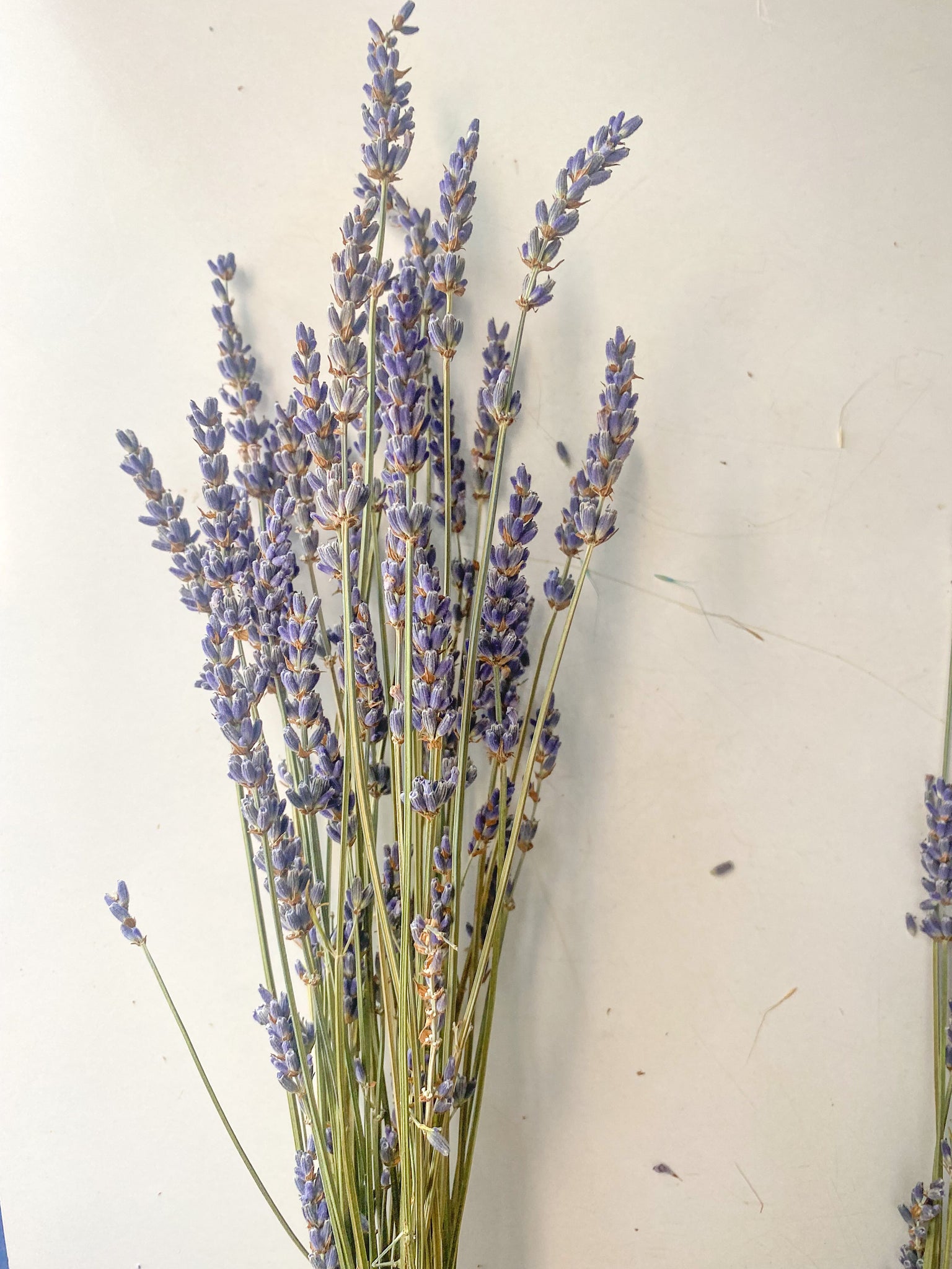 Lavanda Seca – Sun Flowers PR