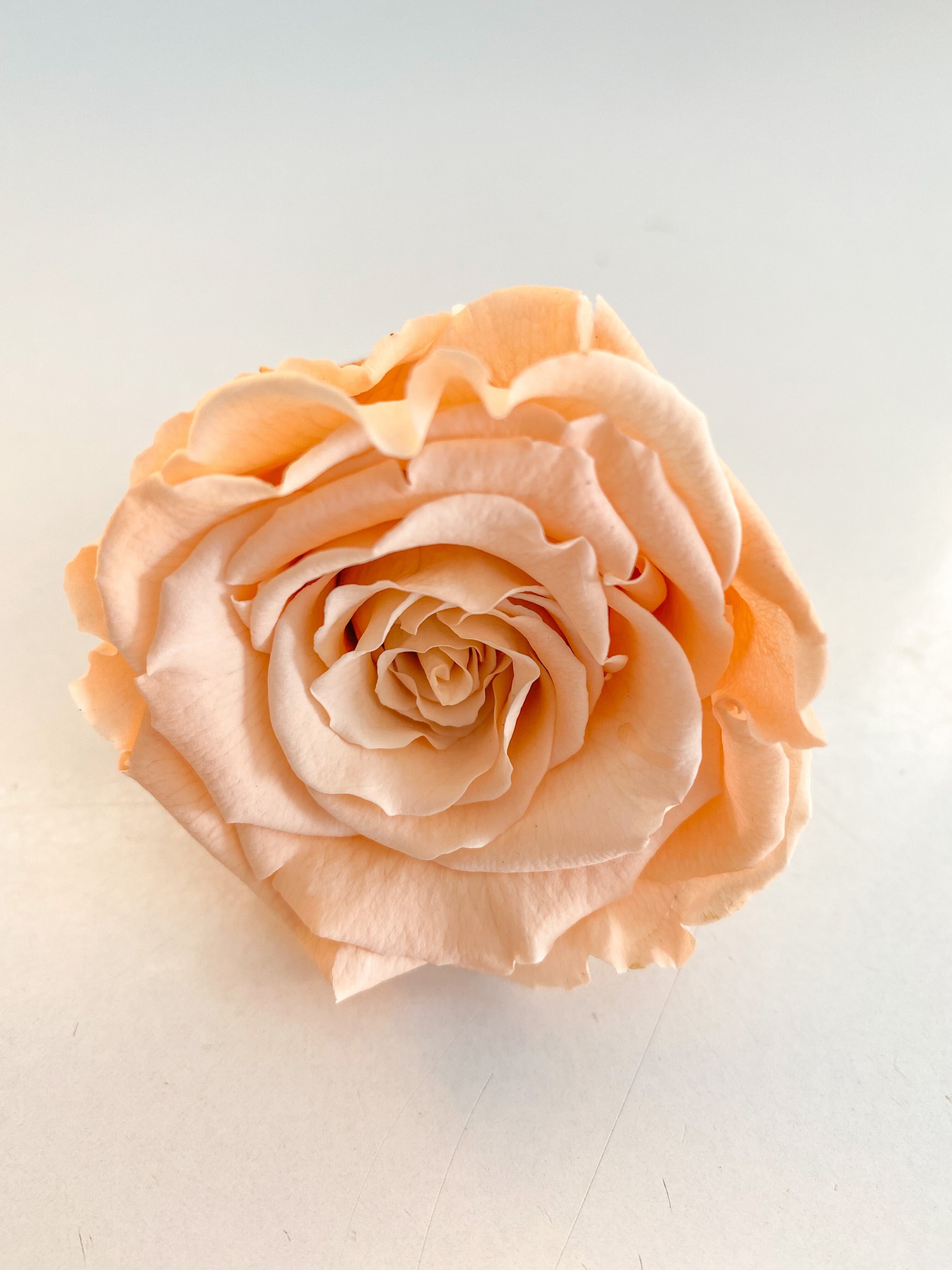 Rosa Preservada – Sun Flowers PR