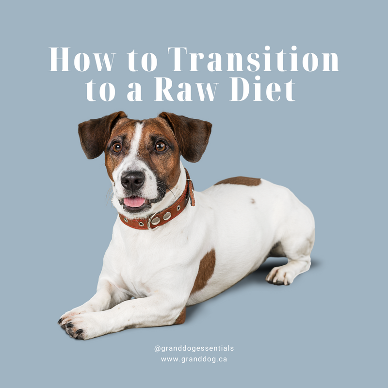 how to switch my dog to raw food