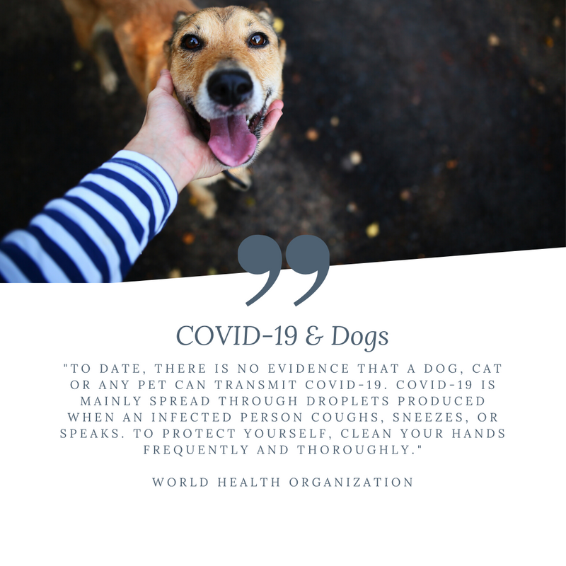 COVID19 Precautions Grand Dog Essentials