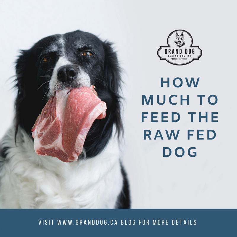 how much organ meat should i feed my dog