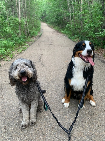 Wally and Archie sitting with a leash on ready to go for a walk!