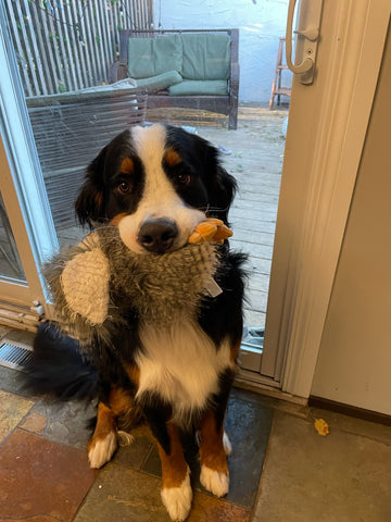 Archie, the Bernese Mountain Dog, standing in front of a glass door with toys stuffed in his mouth