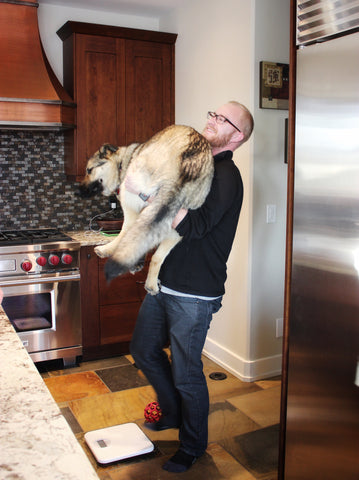 Man standing carrying large german shepherd dog.  Is about to step onto a scale to weigh the dog.