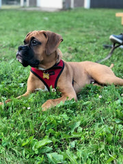 Diesel lying in the grass