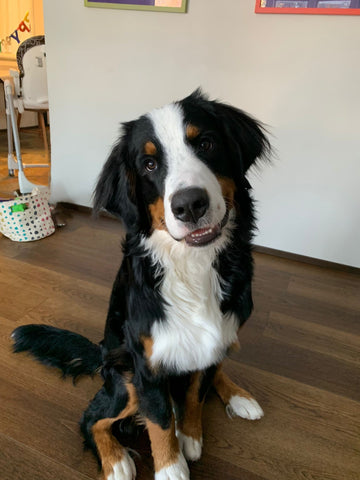 Picture of Archie, the Bernese Mountain dog in his home.