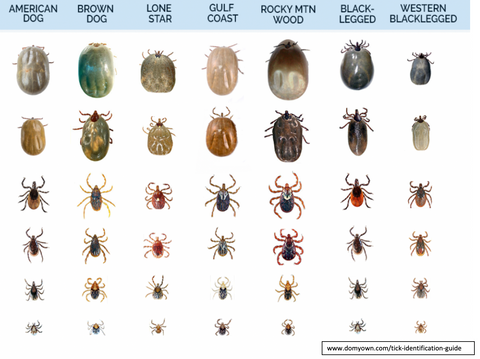 Tick Identification