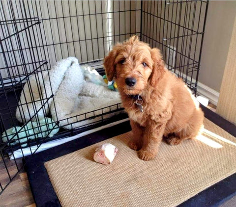 Doozer the Golden Doodle as a puppy sitting in front of a kennel with a raw marrow bone.  This is his first marrow bone and the first day in his new forever home.