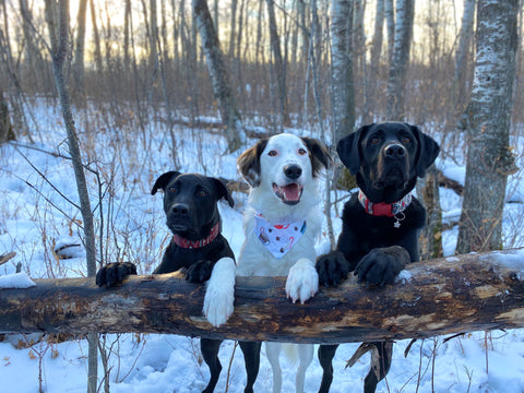 Three Happy, Healthy Raw Fed Dogs
