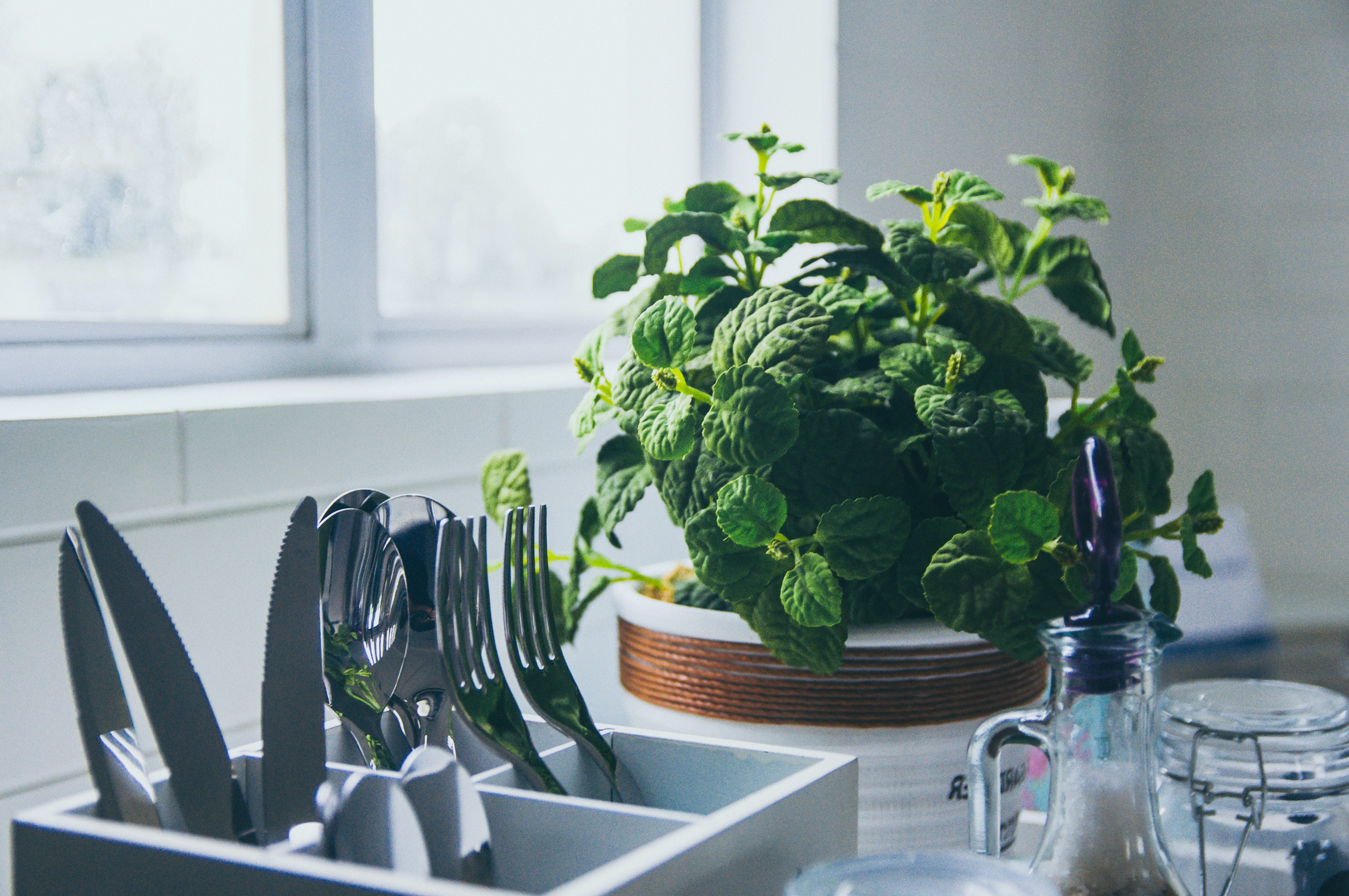 Mint plants can grow indoors or in the kitchen
