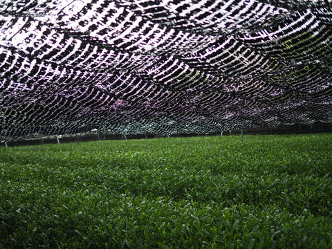 Matcha In a field covered with black shading