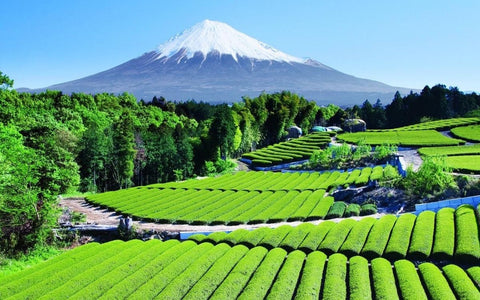 Organic Matcha Farm in Shizuoka