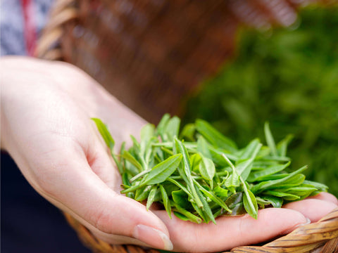 Matcha Leaves In a Hand, Before De-Stemming