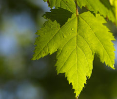 Feuille d'érable verte