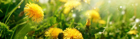 dandelion tea for bloating ease