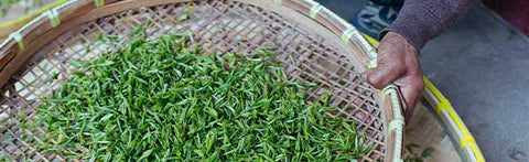 tea drying during tea processing to make the best black tea