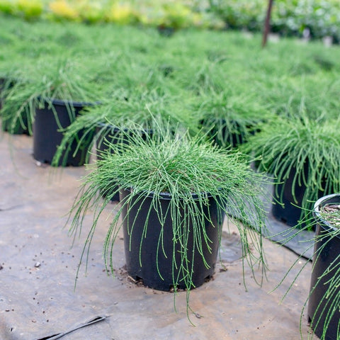 Ground cover plant Cousin IT or Casuarina Glauca plant