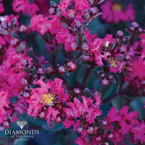 Crepe Myrtles are one of the most popular and picturesque plants for a cottage garden