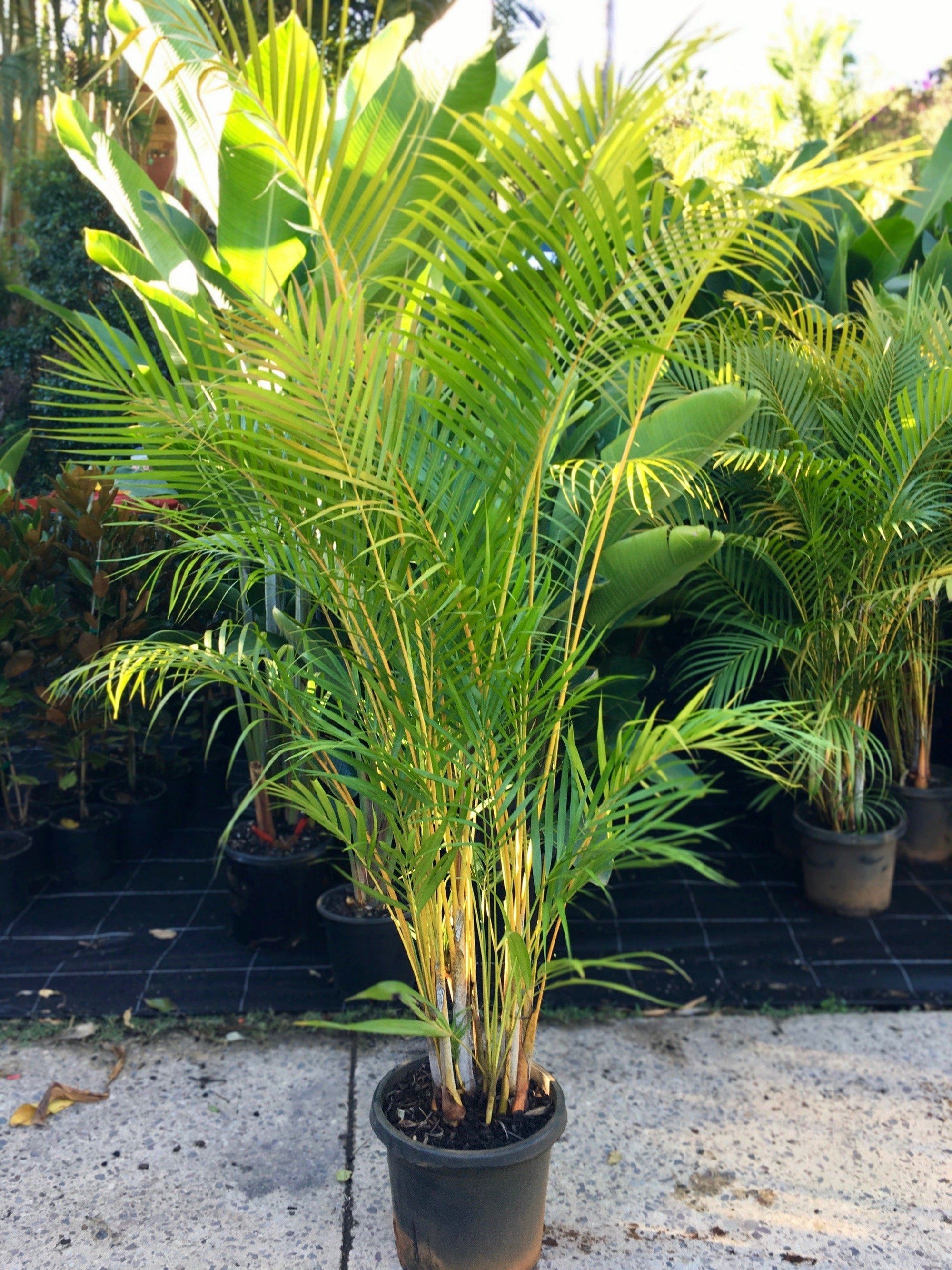 dypsis