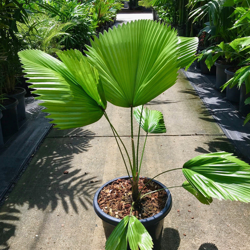 Licuala elegans - Elegant Fan Palm - Sunshine Coast Plants