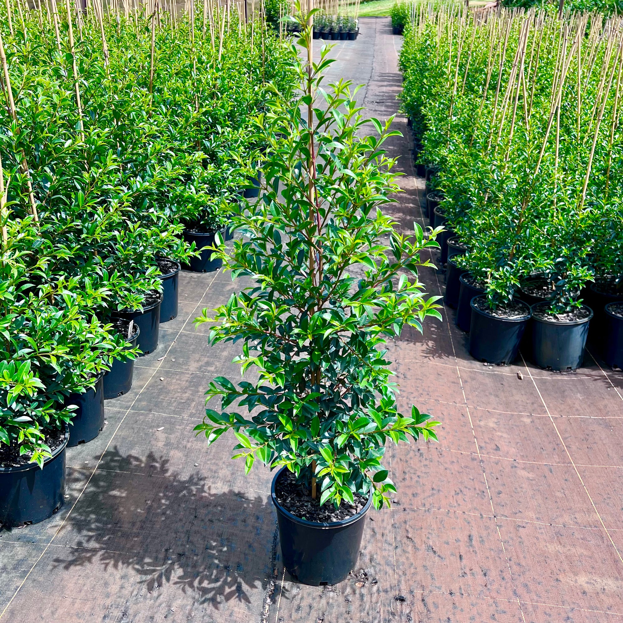 TRI-COLOUR STAR JASMINE