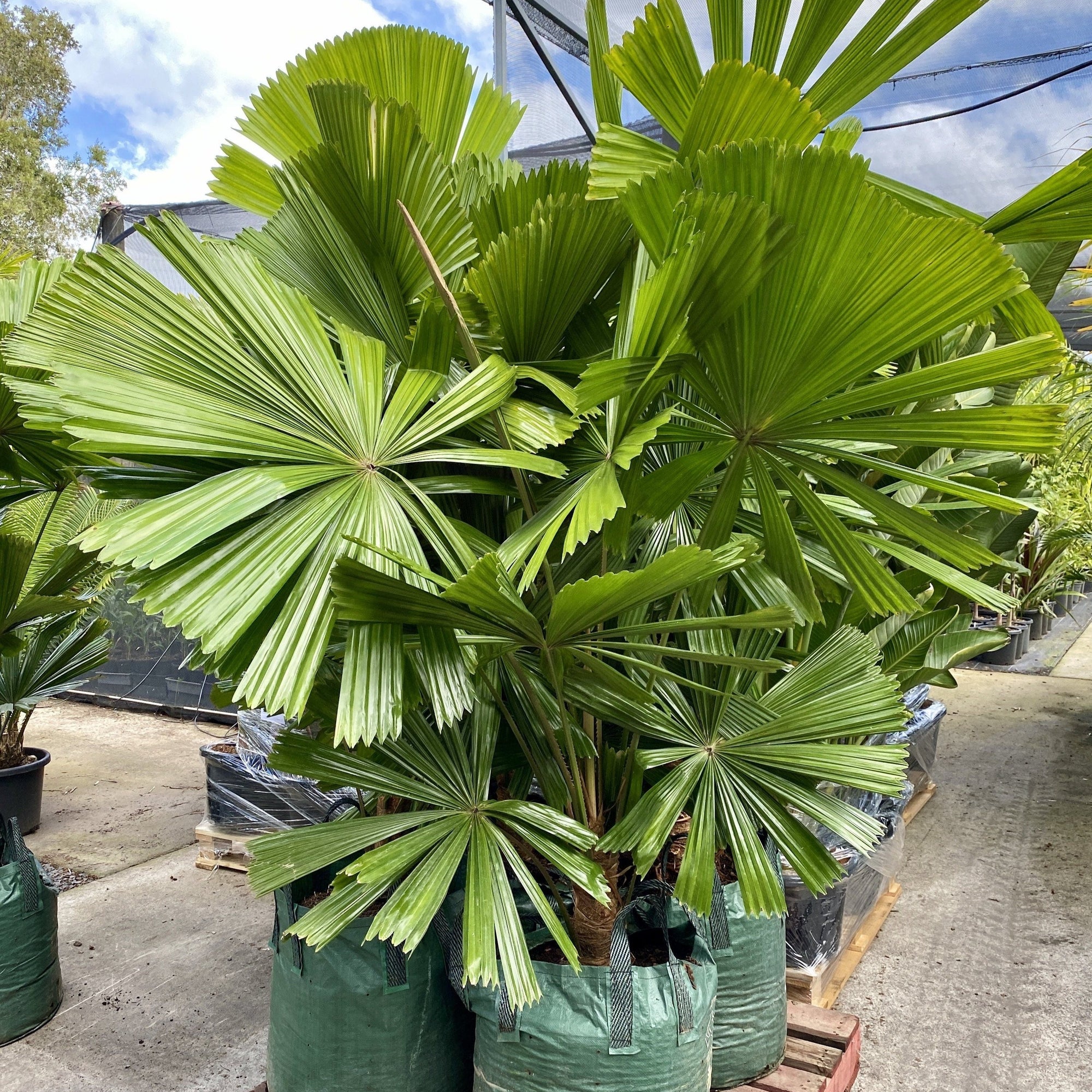 Licuala ramsayi - Sunshine Coast Plants