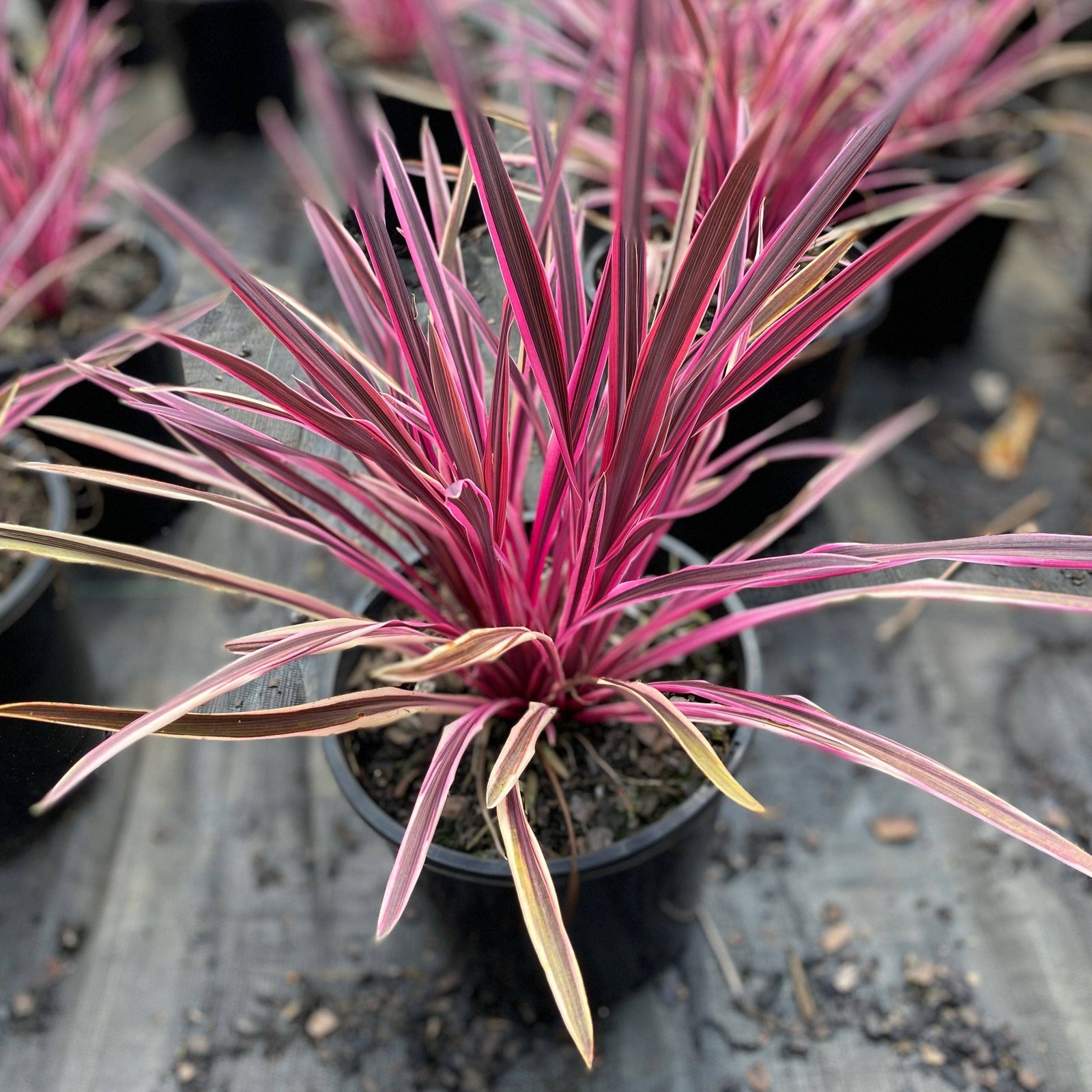 Cordyline fruticosa Pink Diamond - Sunshine Coast Plants