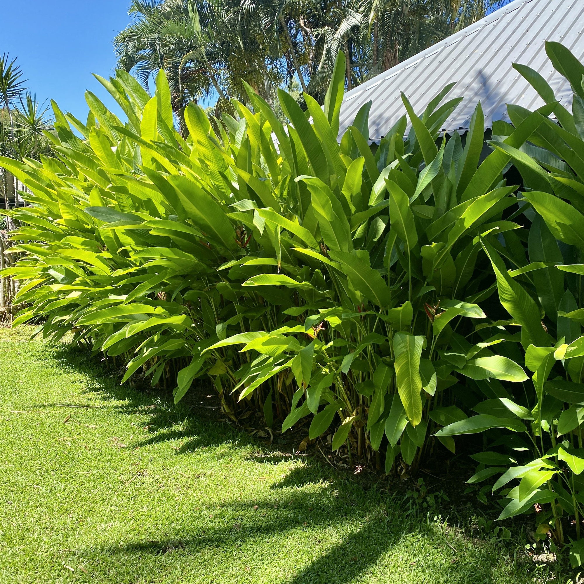 Tropical Heliconia - Sunshine Coast Plants