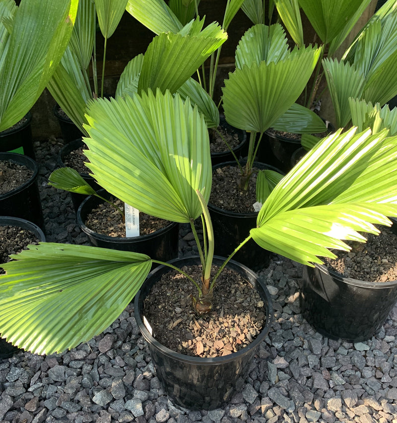 Licuala elegans - Elegant Fan Palm - Sunshine Coast Plants