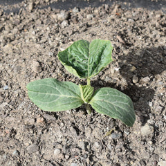 Gourd seedling growing in the soil
