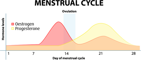 Menstrual cycle graph estrogen progesterone 