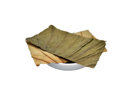The Lotus leaf Traditional Chinese Medicine