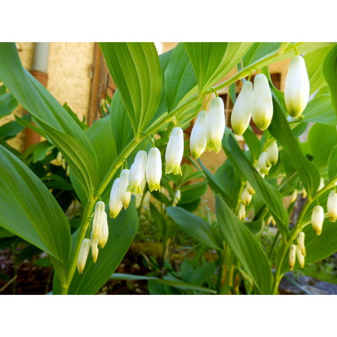 Solomon's Seal Yu Zhu Flower