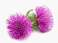 Greater Burdock