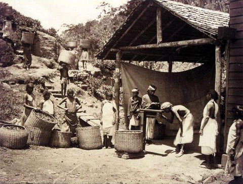 Bringing_in_the_tea_leaf,_Darjeeling,_1890