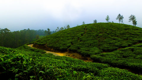 unique terroir of tea plantations in darjeeling