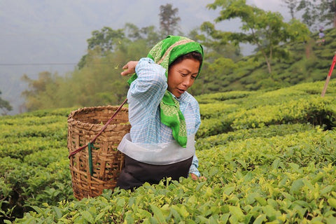 woman tea worker