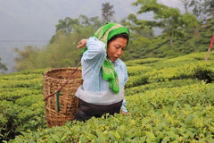 Darjeeling muscatel tea