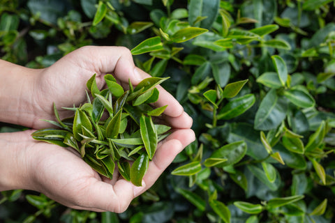 tea from darjeeling