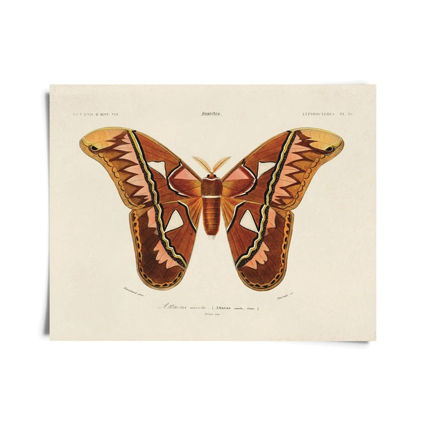 14x11 d'Orbigny Atlas Moth Print