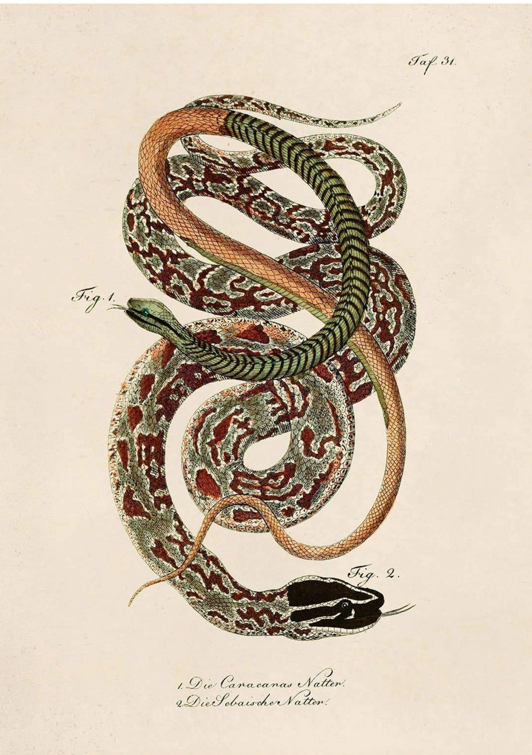 8x10 Print French Snake Zoology