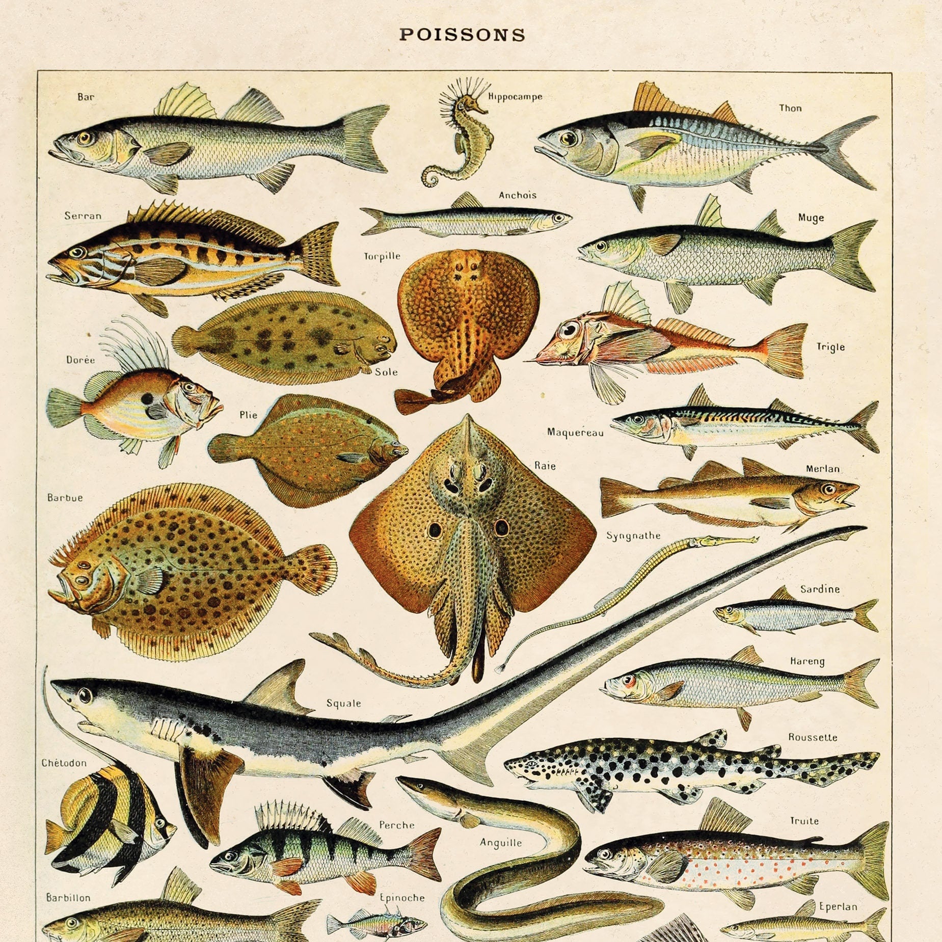 11x14 Print Sea Life Fish