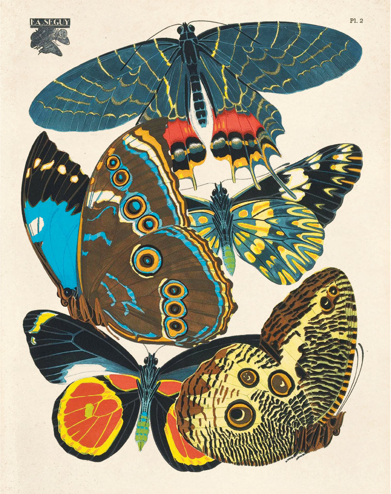 8x10 Print Butterfly Seguy