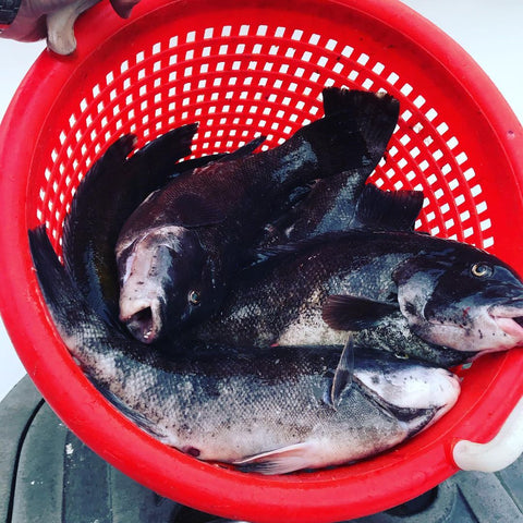 bucket of blackfish