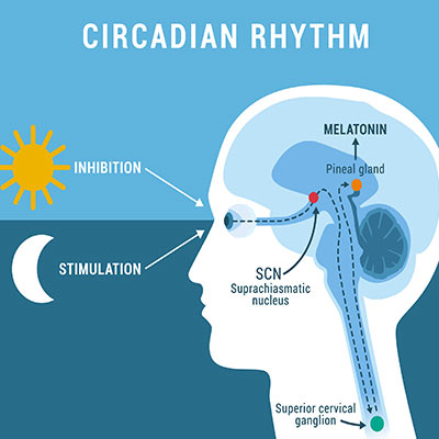 Circadian rhythm