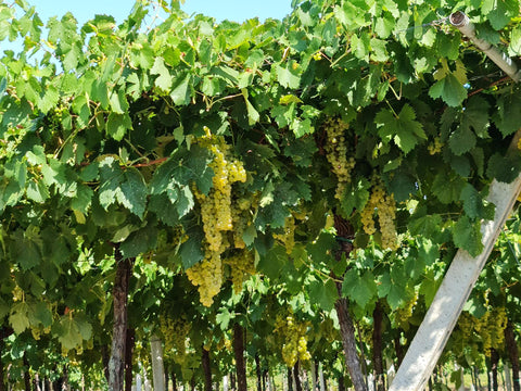 Garganega ripening in Soave